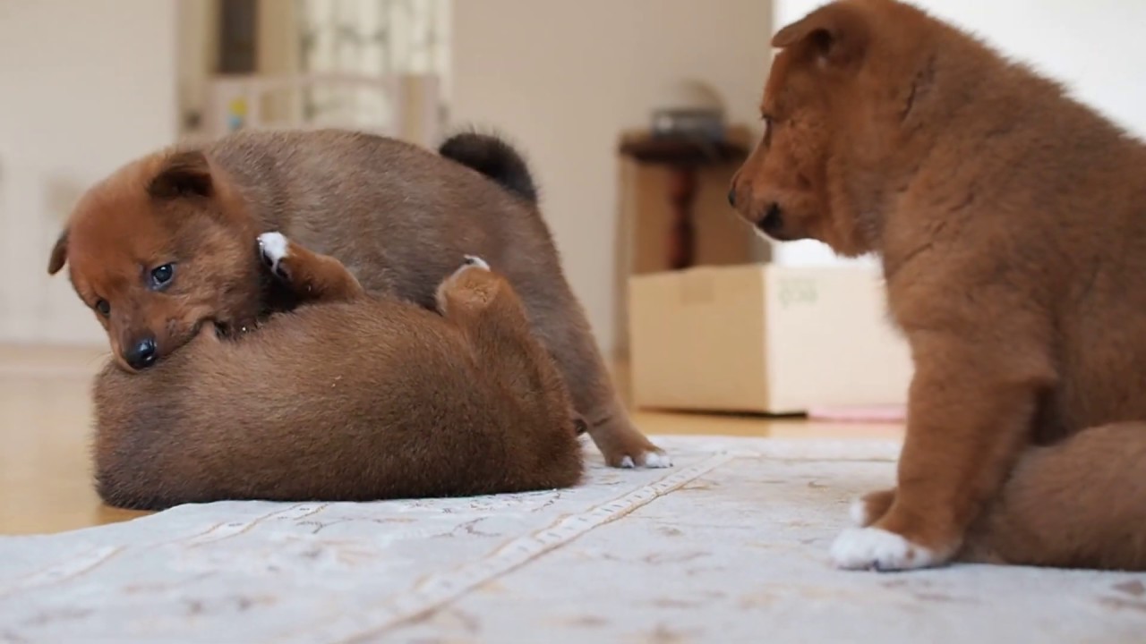 しつこい美濃柴犬の仔犬にママの教育的指導が！