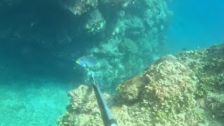 Download Lagu Borongan spearfishing //buti nalang may laman na sweet lips  MP3