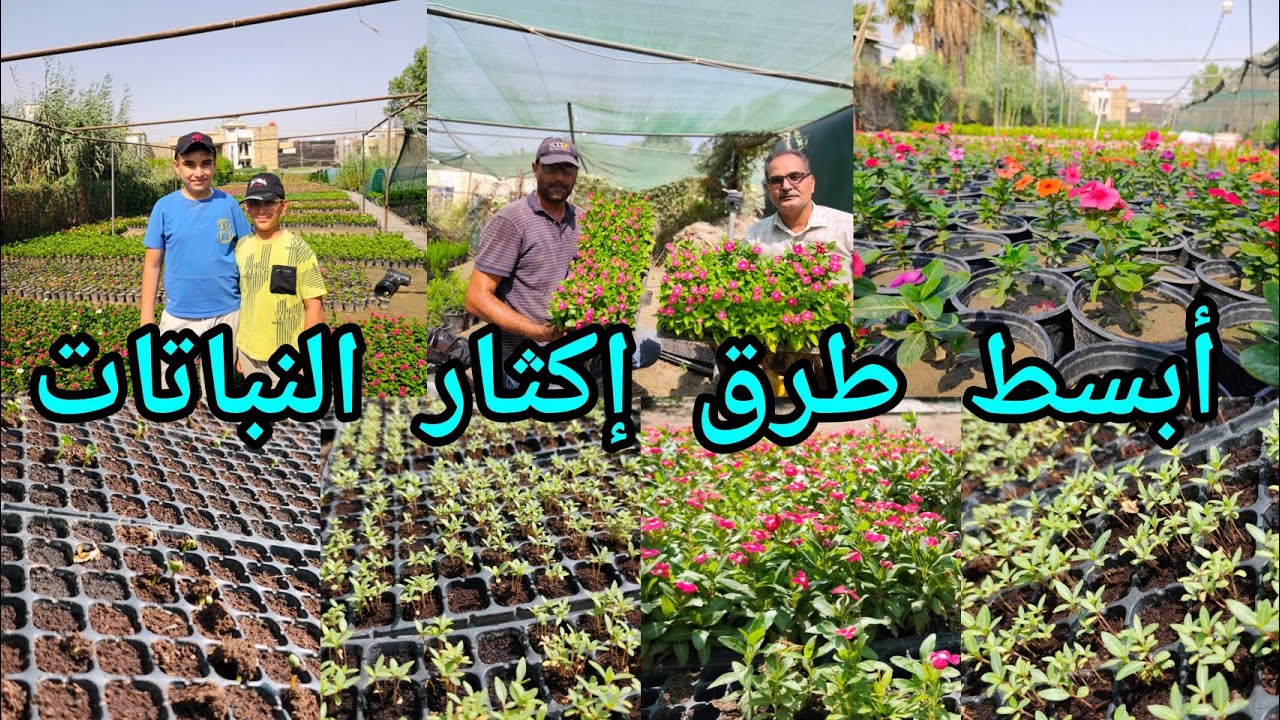 ابسط طرق إكثار النباتات على الطريقة العراقية ننقل لكم خبرة سنوات مشتل زهرة المواسم العراق 🇮🇶 بغداد 