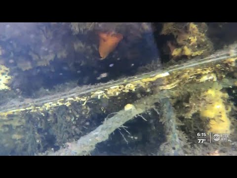 Thumbnail for Environmental experts protecting Anna Maria Island