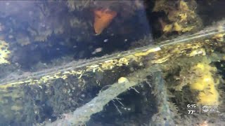 Environmental experts protecting Anna Maria Island