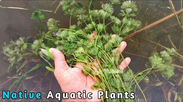 Native Aquatic Plants Collection | Wild Aquarium Plants India| CrazyF India