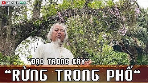 “ĐẠO TRONG CÂY, RỪNG TRONG PHỐ” YÊU SINH VẬT CẢNH THÚ VUI ĐIỀN VIÊN . Bonsai.