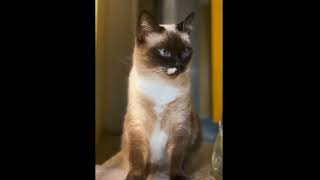 Милые котики #юмористическийконтент #cat #экскаваторщик #funny