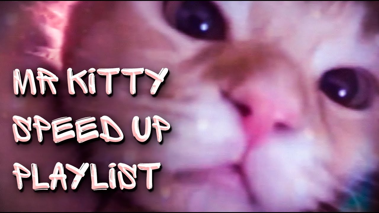neglect mr kitty playlist｜TikTok Search