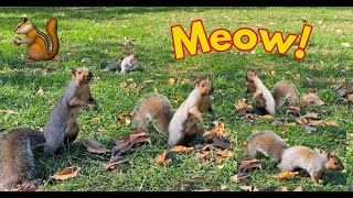 Meow! TV Show for Pets to Watch! Hypnotising Sound and squirrels by We Family 4,694 views 2 years ago 1 hour, 4 minutes