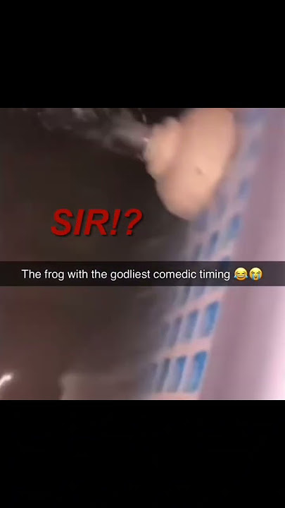 Pool Frog! #fyp #funny #shorts #funnyshorts #reels #memes #memesdaily #meme #frog #animals