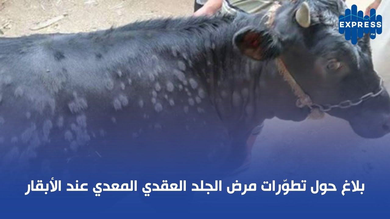 بلاغ حول تطوّرات مرض الجلد العقدي المعدي عند الأبقار