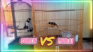 Murai VS Jalak Suren