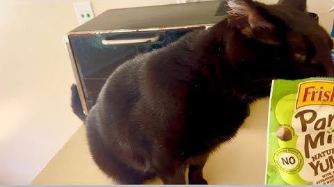 Catnip Treat Feeding Frenzy