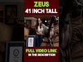 Zeus Tallest Dogs #facts #shorts #python