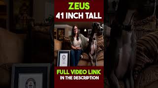 Zeus Tallest Dogs #facts #shorts #python