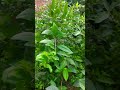 10 din bad hoga anar ka tree #shorts
