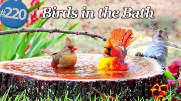 Relaxing Bird Bath 😻 Birds in a Fountain Water Sounds Uninterrupted CatTV @LensMyth