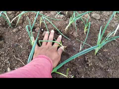 Video: Informasi Ngengat Daun Bawang - Pelajari Tentang Kerusakan Dan Pengendalian Ngengat Daun Bawang