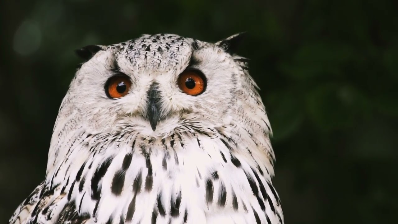 Wild Life Animals| Stress Relief Video | Relaxing World.