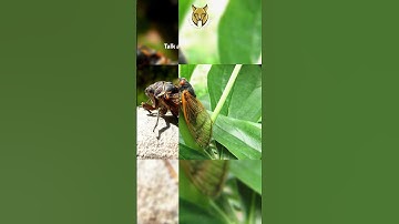 Thumbnail of The Amazing Life Cycle of Cicadas: 17 Years Underground | The Animal Explorer #shorts