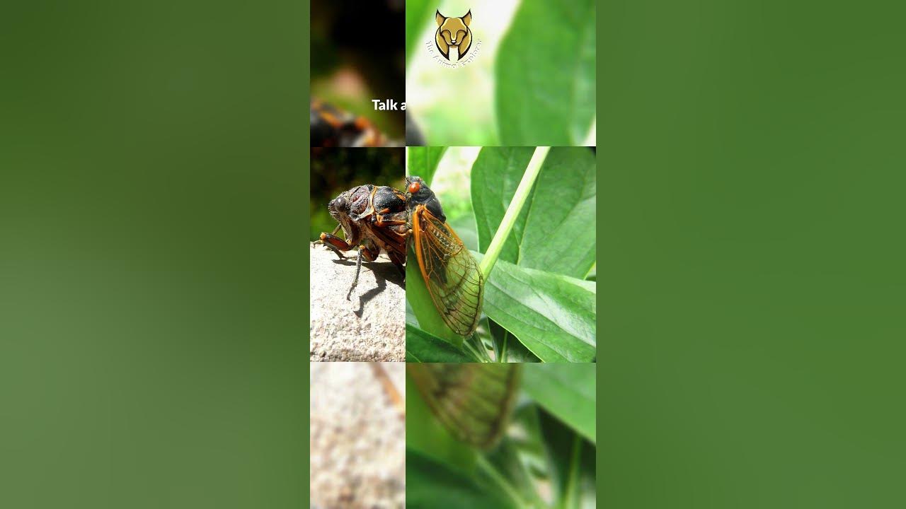 The Amazing Life Cycle of Cicadas: 17 Years Underground | The Animal Explorer #shorts