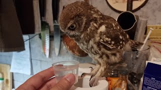 Little Owl Luchik drinks water from a little glass. Delicious!