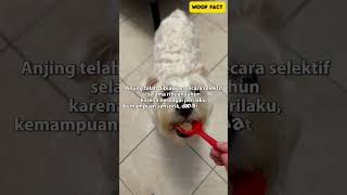Download Lagu Woof Fact : ternyat anjing itu keturunan serigala? MP3