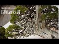 [4K] 2021 第95回 国風盆栽展 前期