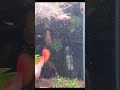“When photosynthesis bubbles bloom like flowers… this is why people fall for planted tanks”