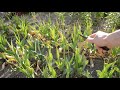 【Belajar bahasa jepang #335】 Cara Manajemen Tulip (sebelum ambil ubi Tulip)チューリップ 管理方法 （球根を掘る前の準備）