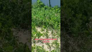 Геологические изыскания, Краснодарский край #геология #геолог #строительство #стройка #бурение