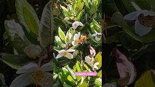 #abejorro #chileno #ulmo #flowers #shorts #nature #insects #vlog #vlogchile #naturelovers #flower