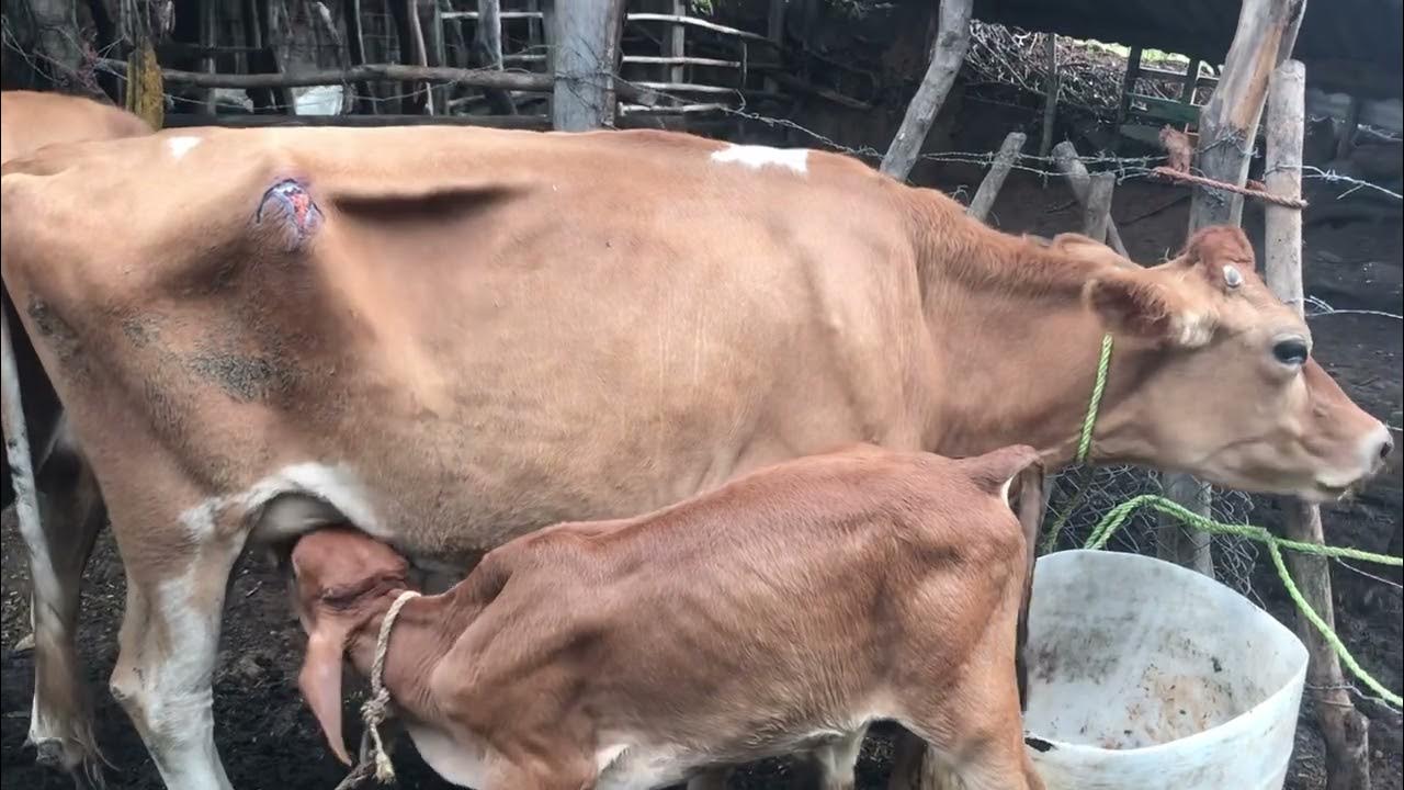 Martes 22 de Agosto 2023 vacas #_ jersy #_ disponibles en jocoro - YouTube
