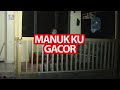 GUYON JOWO MANUKKU GACOR