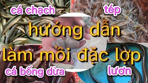 hướng dẫn làm mồi đặc lợp cá chạch , cá bống dừa, tép, lươn hiệu quả nhất