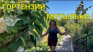 видео: МОТЫЛЬКОВЫЕ сорта ГОРТЕНЗИЙ в моем саду 🦋 | Гортензия: мотыльковые сорта|Метельчатые гортензии:сорта картинка: МОТЫЛЬКОВЫЕ сорта ГОРТЕНЗИЙ в моем саду 🦋 | Гортензия: мотыльковые сорта|Метельчатые гортензии:сорта