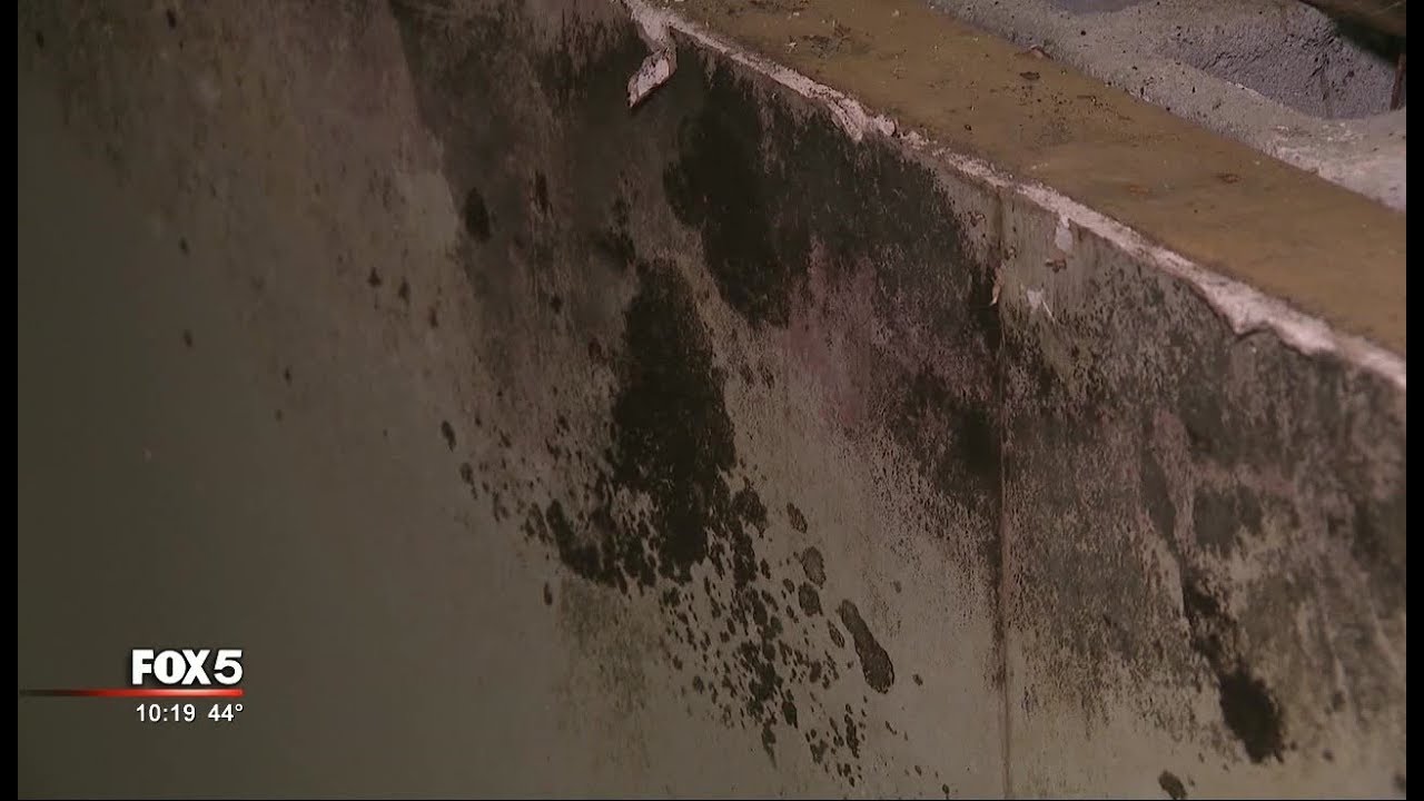 I-Team: House Flipping CEO: Mold Problems Not Our Fault
