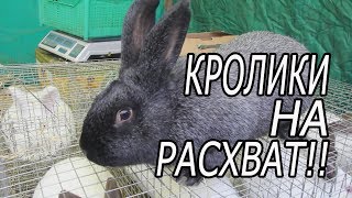 картинка: Ярмарка в Курске. осень 2019. птица, кролики.