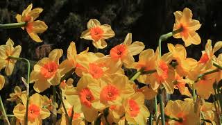 ♦  Daffodils  ♦  Narcissus  ♦  Nergis çiçekleri  ♦  İSTANBUL  ♦