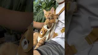 Your Cat Will Love This Hands-Free Carrier 😻 Best Pet Gear #CatProducts #PetSupplies