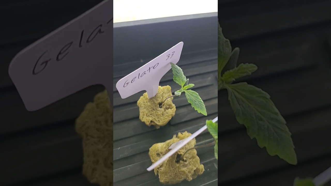 last of the seedlings 