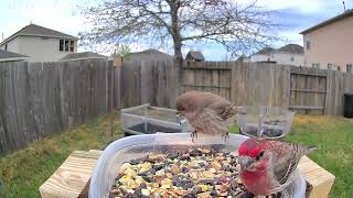 Willy's Garden 031324 'The Fluffy Finches'