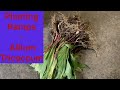 Planting ramps allium tricoccum