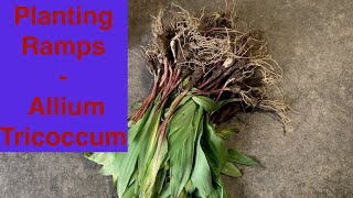 Planting Ramps Allium Tricoccum