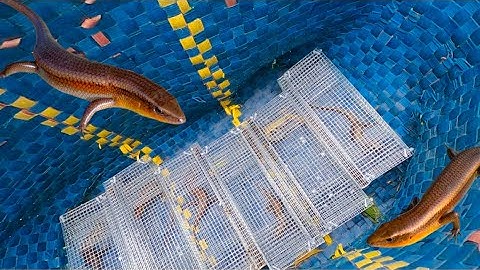 Tập 16 - Tự Làm Bẫy Rắn Mối Đi Đặt Và Cái Kết Không Ngờ | Tha Linh Miền Tây