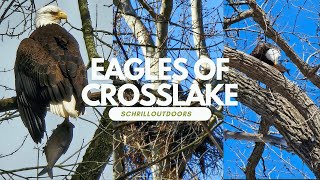 EAGLES OF CROSSLAKE #eagles #wildlife #birds