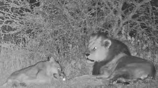 Grumpy Lion | Ranger Insights by Explore Africa 934 views 1 year ago 2 minutes