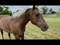 Why Do You Need To Cut Horse Pastures Since Horses Eat Grass? I Explain Here