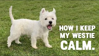 Westie Dog Training Class 🐾 | Obedience and Socialization by Westie Vibes 2,095 views 1 year ago 2 minutes, 9 seconds