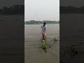 #নদীর #তেলাপিয়া_মাছ