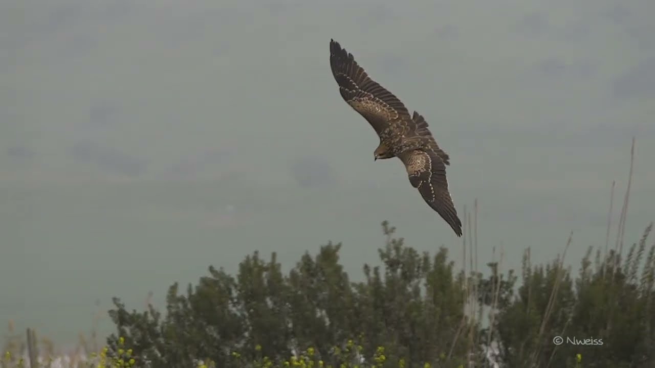 Birds hunting in the haze