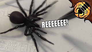 Rehousing Angry Funnel web Spiders!