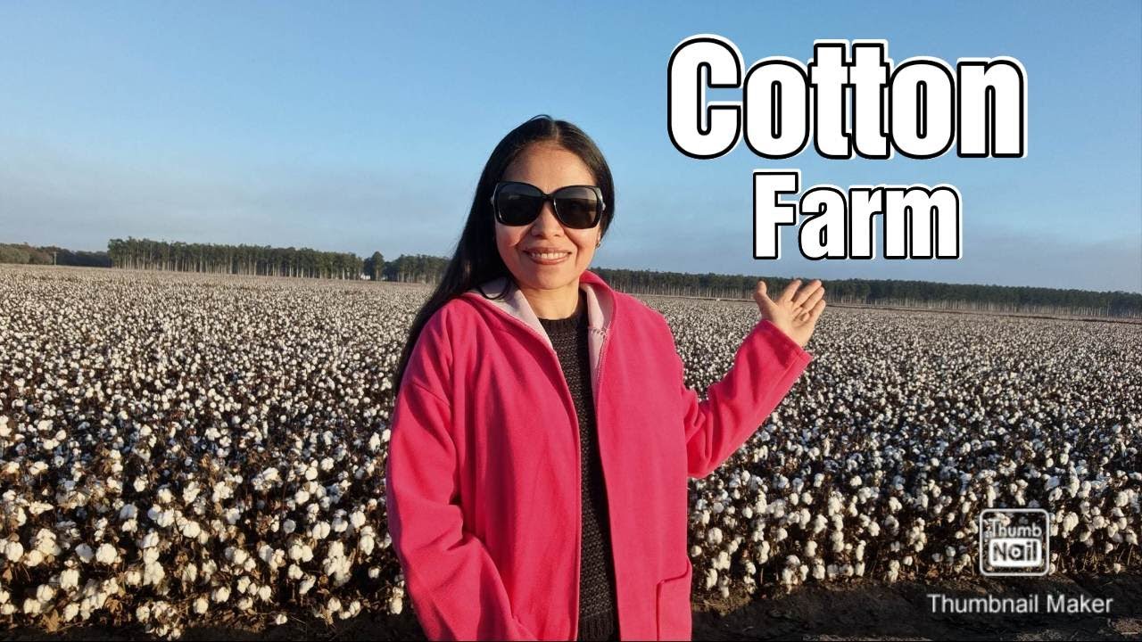 AMAZING COTTON FARM IN AUSTRALIA Field of White YouTube